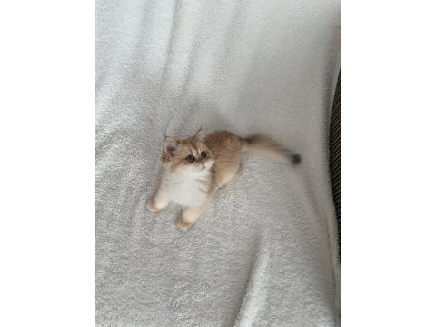 Saf kan british shorthair golden kızımız teslime hazır