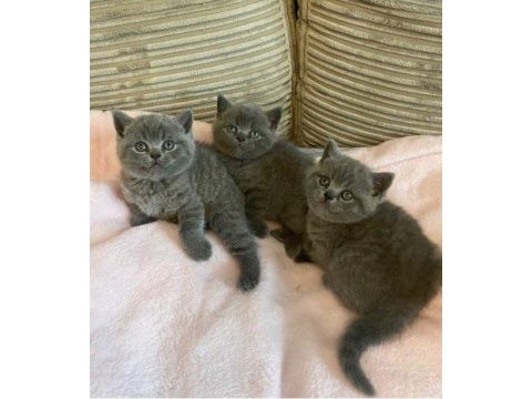 Irk ve sağlık garantili british shorthair