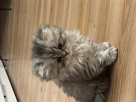 Gri ve beyaz tüylü erkek chinchilla