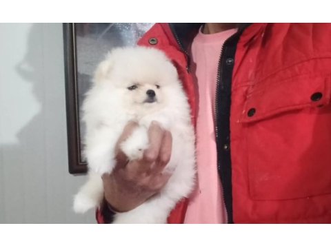 Orijinal pomeranian boo