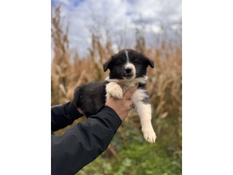 Her eve uygun border collie bebekler