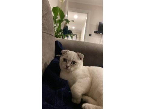 Scottish fold ismi sadık yatmayı ve sevilmeyi çok sever