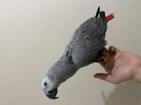 8 aylık jumbo boy jako papağanı
