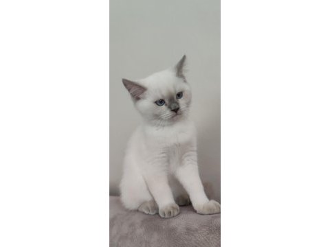British blue point