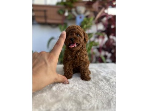 Red brown toy poodle bebekler