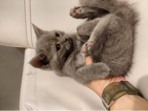 British longhair yavru