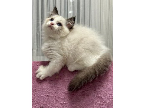 Safkan ragdoll bebekler