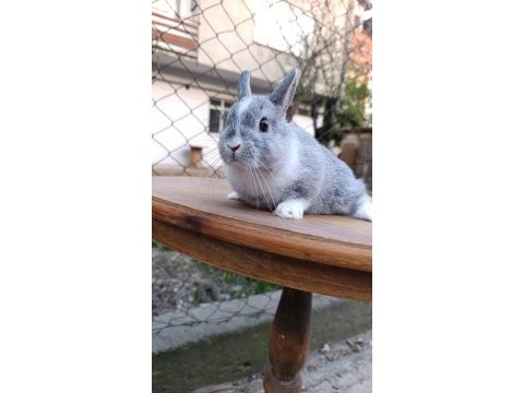 Hollanda lop tavşanlar