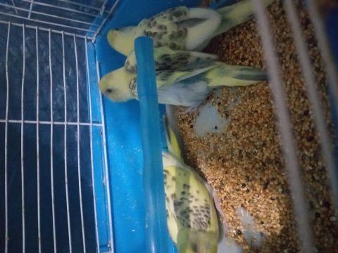 Yeme düşen muhabbet kuşu yavrular canlı renkler