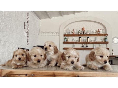Maltipoo yavruları