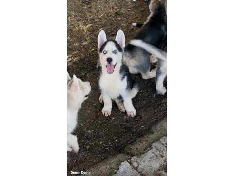 Sibirya kurdu husky yavrularımız