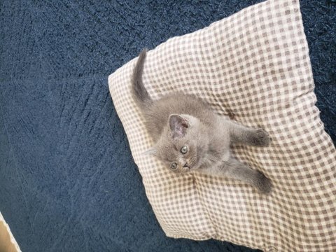 Safkan british ve scottish fold