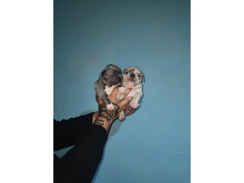 %100 ırk garantili fransız bulldog yavruları