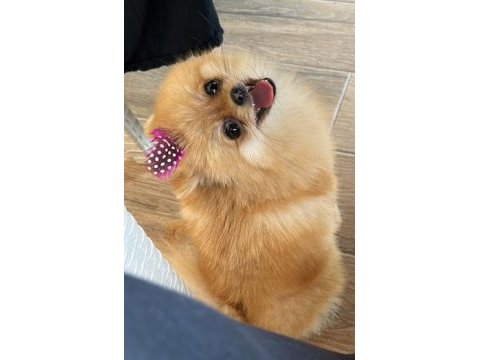 Pomeranian boo