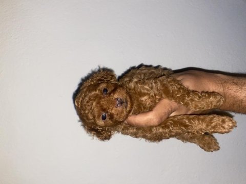 A class toy poodle bebekler
