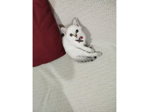 British blue point yavru kedimiz