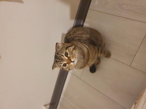 1 yaşında scottish fold sevecen oğlum