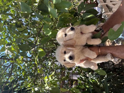Dünyalar güzeli golden köpekler ruhsatlı bayiden