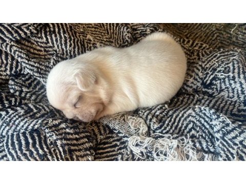 Anatomi harikası egzotik french bulldog