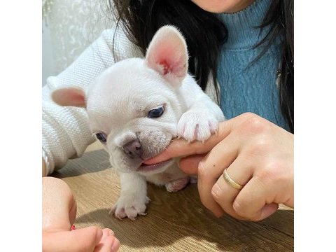 Nadir bulunan lilac tan platinum erkek french bulldog