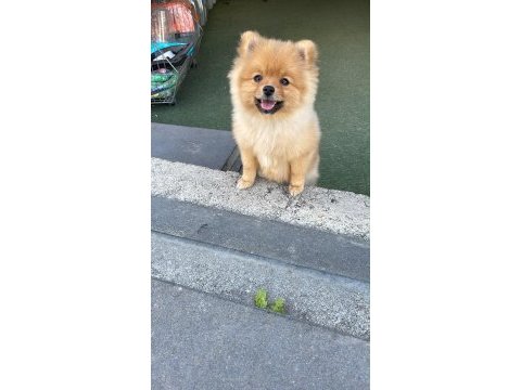 Orjinal pomeranian boo dişi yavrumuz
