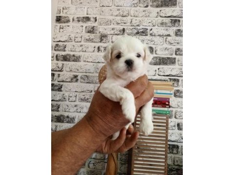 Yavru kore maltese