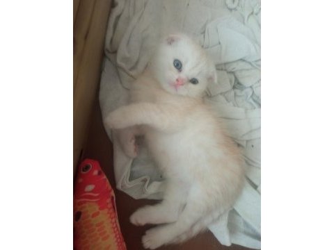Scottish fold yavru