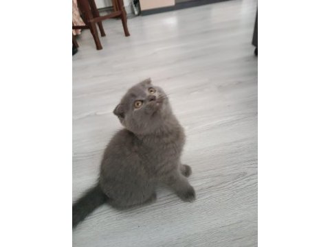 British shorthair koca kafa oğlumuz