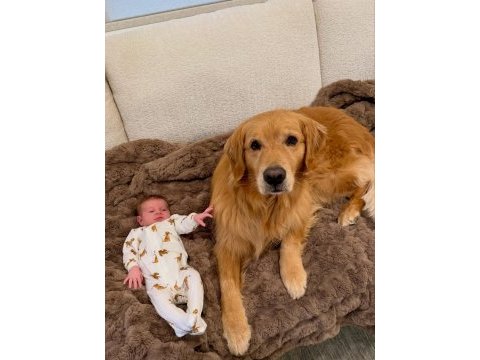 Babyface küt burun erkek ve dişi golden retriever