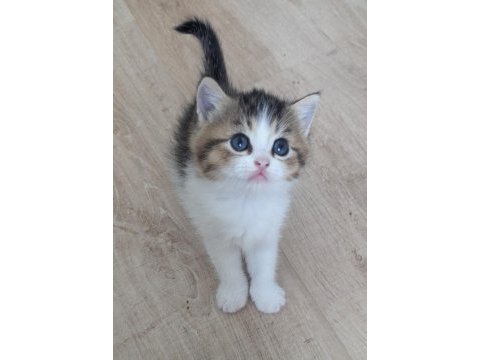 Bicolour kardeşler british shorthair 48 günlükler
