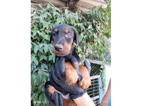 Irk ve sağlık garanti saf kan doberman yavrularımız