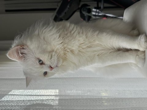 Bembeyaz tüylü masmavi gözlü chihuahua kızımıza yuva