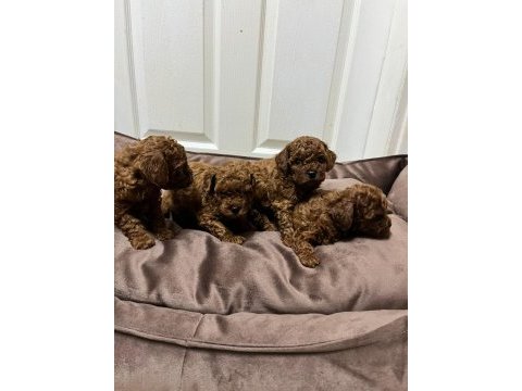Kore kan red brown toy poodle yavrular