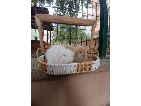 Hollanda teddy lop yavru tavşanlar