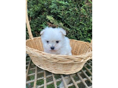 Kar beyaz kore maltese bebek