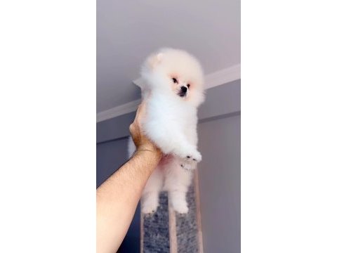 Pomeranian boo teddy yüz