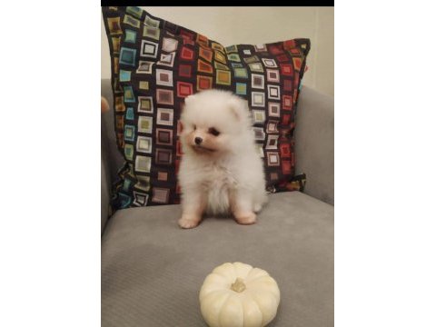 Dişi 2.5 aylık pomeranian boo yavrumuz