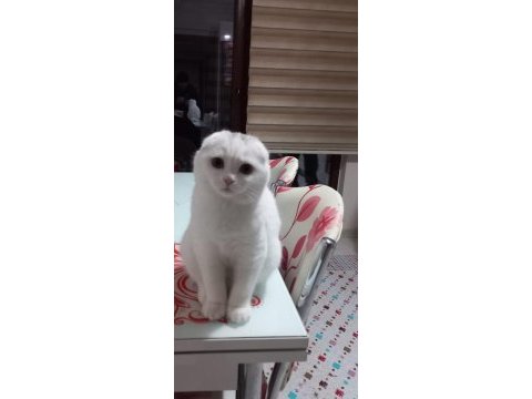 2 yaşında dişi kızlarımız scottish fold