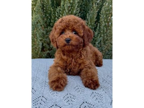Red brown mini poodle bebekler