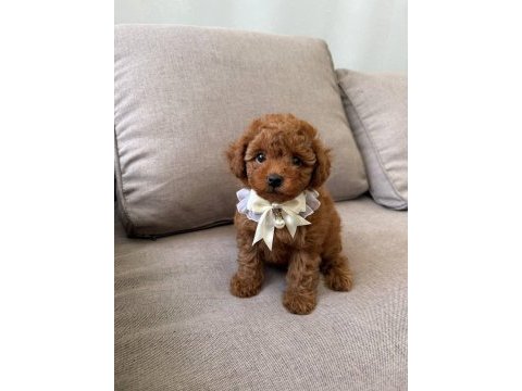 Toy poodle bebekler