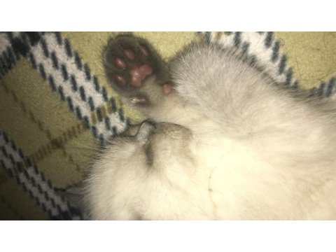 2 aylık british shorthair erkek