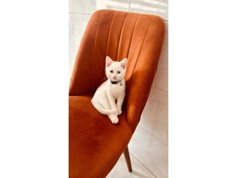 Safkan british shorthair bluepoint