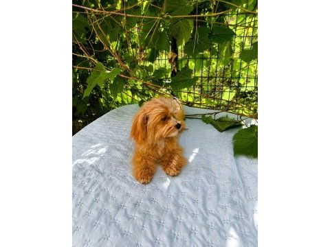 Toplu 4 adet erkek maltipoo