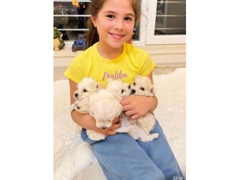 Minyatür maltese köpekler