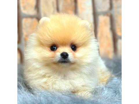 Ayı surat pomeranian boo