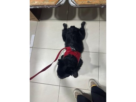 Fluffy french bulldog