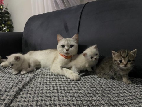 Mükemmel annelik yapan genç dişi kedimiz
