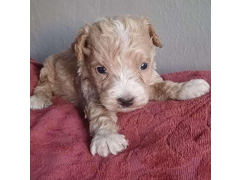 Maltipoo köpekler