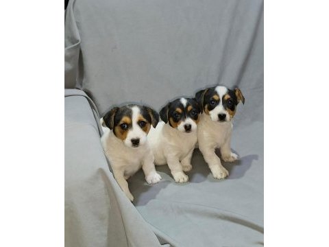 Jack russell kızlar