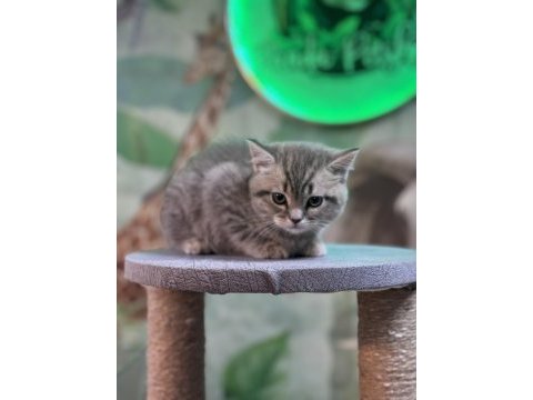 British shorthair silver tabby